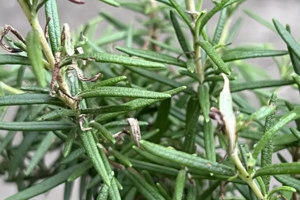 迷迭香的价格，价格会根据地区、时间、季节等浮动