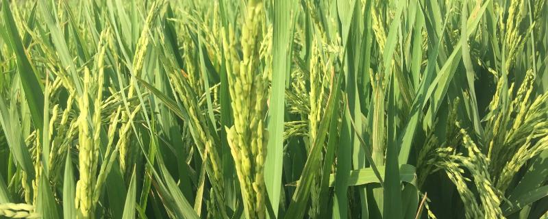 龙粳1424水稻种子介绍，该品种主茎11片叶