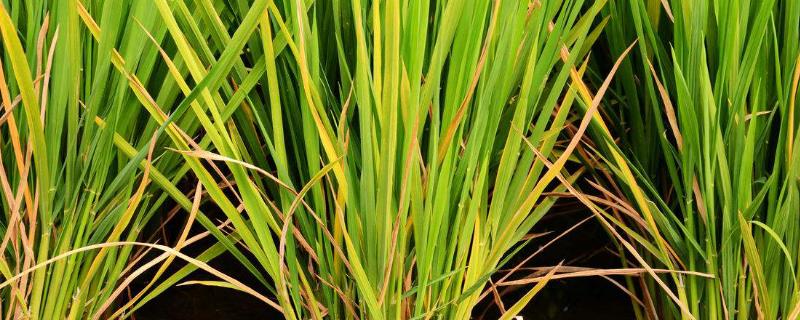 龙庆稻8号水稻品种简介，该品种主茎11片叶