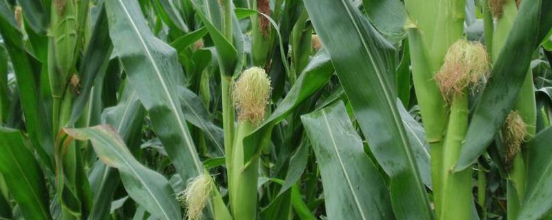 龙垦1110玉米品种的特性，在适应区4月28日左右播种