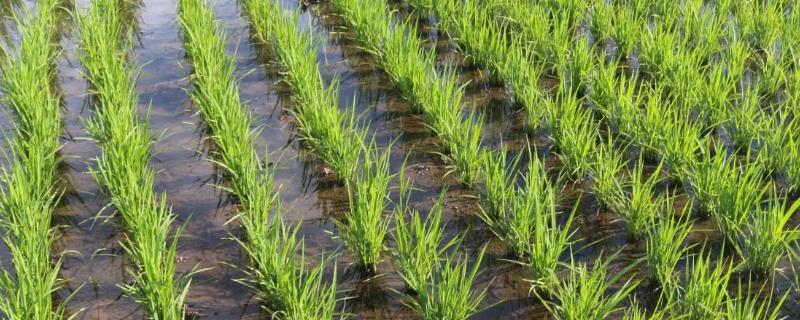 优糖稻2号水稻种子特点，移栽种植密度控制在4×6寸