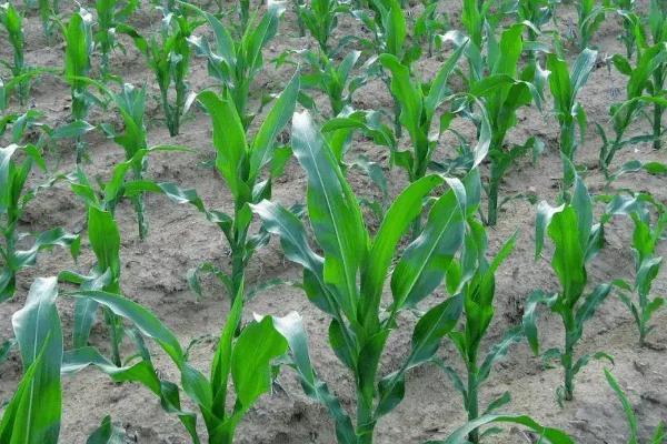 蠡玉31玉米种子介绍，防治地下害虫
