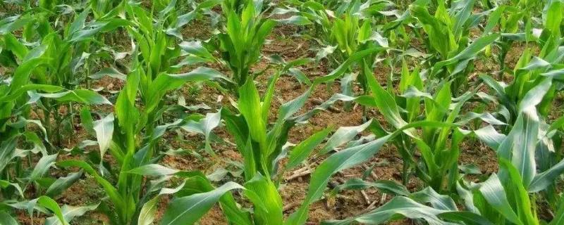 鼎玉928玉米品种简介，播种前亩施复合肥40千克