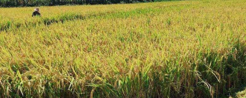 银粳218水稻种子介绍，每亩用种量6-7千克