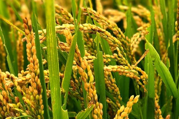 井冈软粘水稻品种简介，秧田播种量每亩15-20公斤