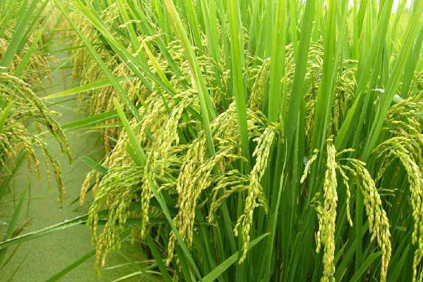 井冈软粘水稻品种简介，秧田播种量每亩15-20公斤