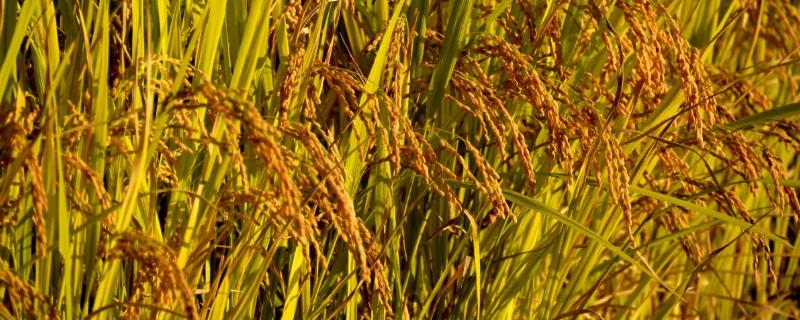 9两优39水稻种子简介，大田用种量每亩2公斤