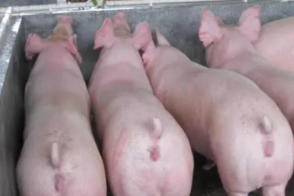 母猪夏季流产如何预防，一定要确保猪舍有良好的通风能力