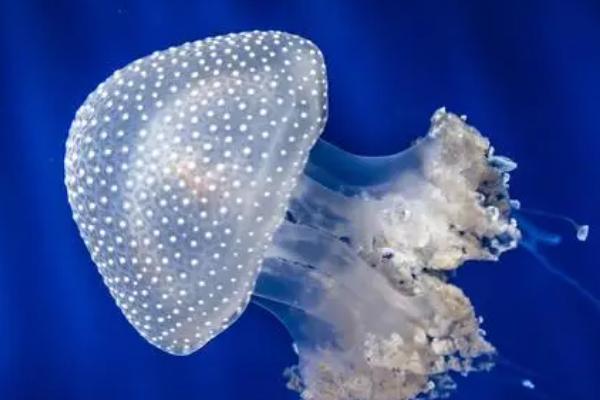 海蜇是什么，是一种无脊椎动物