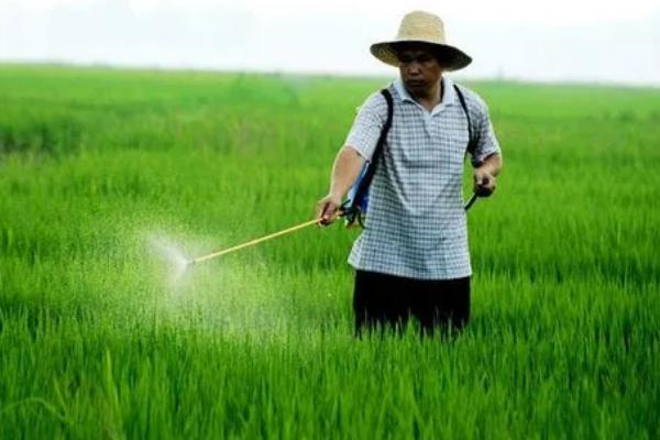 打完除草剂多久见效，不同种类的除草剂的生效时间不同