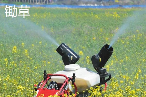 锄草和除草的区别，目的、强调的内容和性质均不同