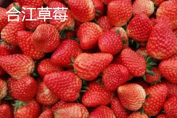 四川泸州市的特色水果，有张坝桂圆、特兴桂圆、九狮香柚等