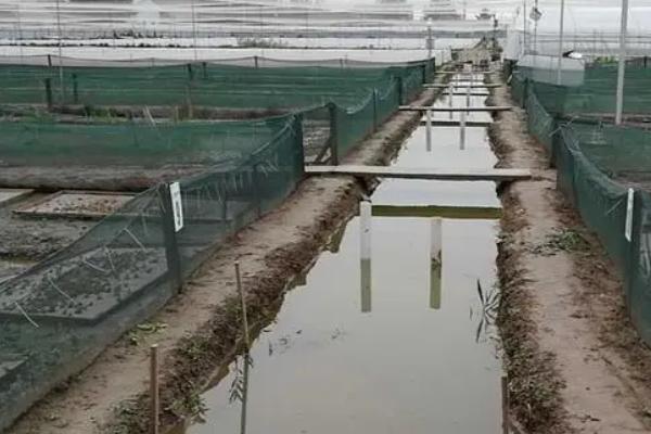 如何养殖青蛙，投放前需要对养殖场所消毒处理