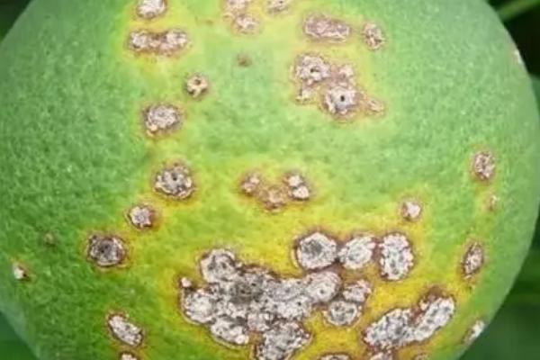 柑橘溃疡病危害症状，叶片、新梢及果实的症状不同