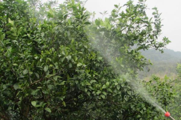 柑橘溃疡病危害症状，叶片、新梢及果实的症状不同