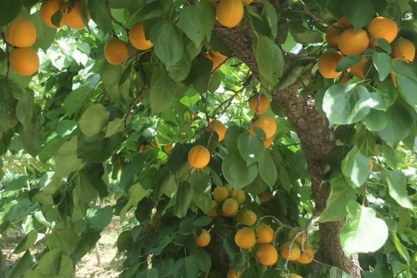 家里能种杏树吗，不适合种植在家里