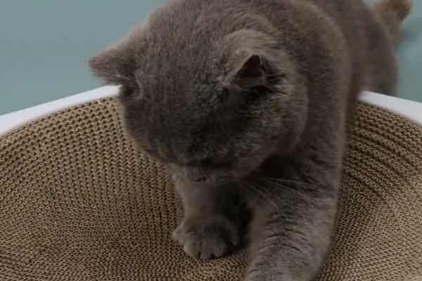 猫为什么要磨爪子，可以使爪子更加锋利也能留下气味标识领地