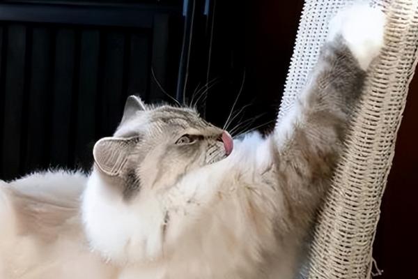 猫为什么要磨爪子，可以使爪子更加锋利也能留下气味标识领地