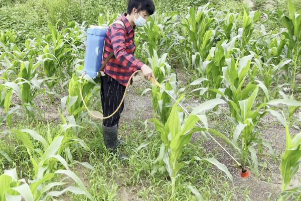 除草剂3打3不打指的是什么，打大不打小、打密不打稀