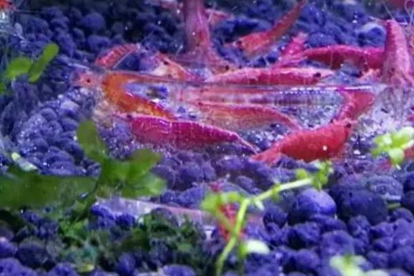 樱花虾抱卵需要隔离吗，一般情况下是没有必要隔离