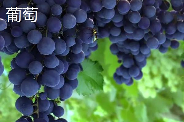 提子和葡萄的区别，口感、大小和价格均不同