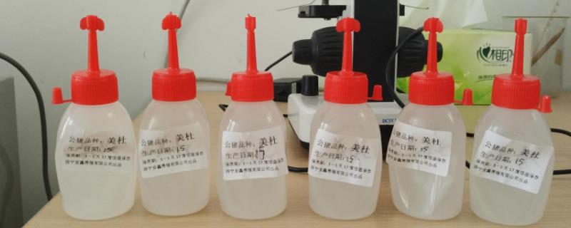 30度的环境猪精能存活多久，一般为24-48小时左右