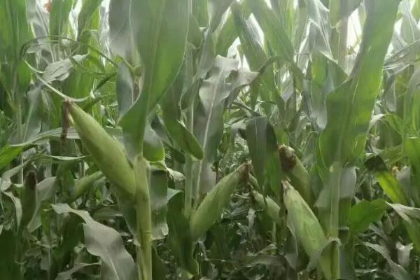 豫单9953玉米种简介，6月上中旬播种