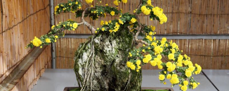 盆栽菊花何时施肥，除了冬天其他季节均可施肥