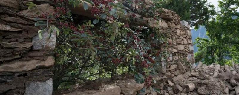 在庭院中用花椒树做围墙的间距，每隔10厘米种植一株