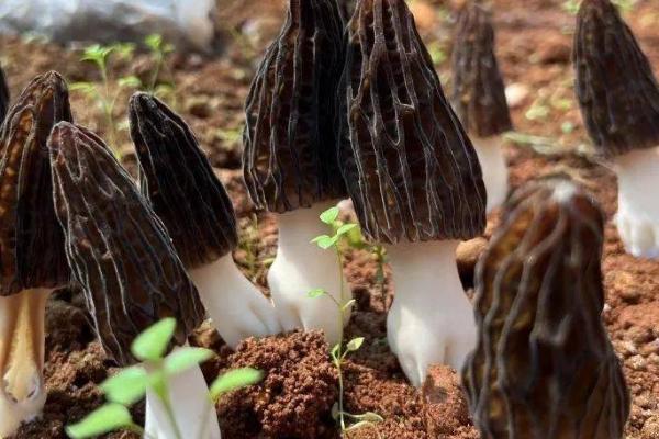 羊肚菌的生长环境，生存环境必须有较低的温度