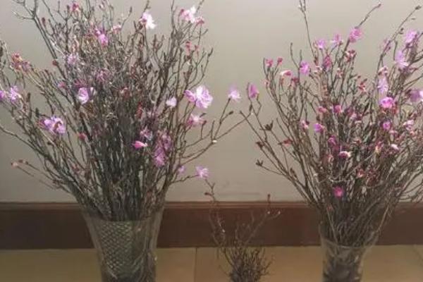 如何养干枝杜鹃开花快，要确保它有充足的光照