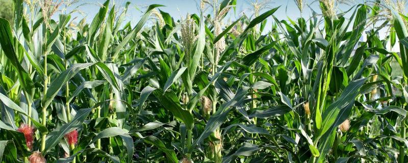泰鲜甜1号玉米品种简介，秋植生育期74天