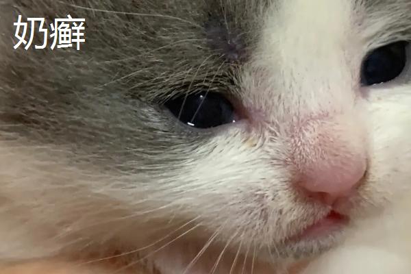 猫咪得奶癣的原因，可能是应激反应造成的