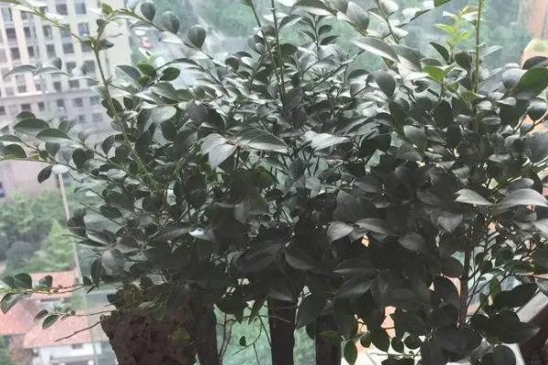 怎么养小叶紫檀，20-30℃的温度环境为佳