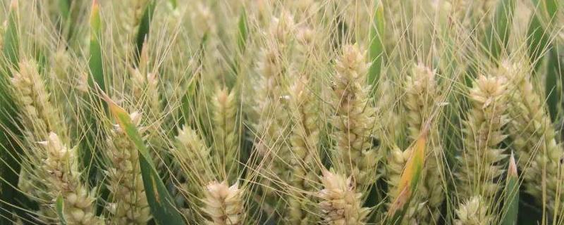 甘育4号小麦种子特征特性，生育期99天