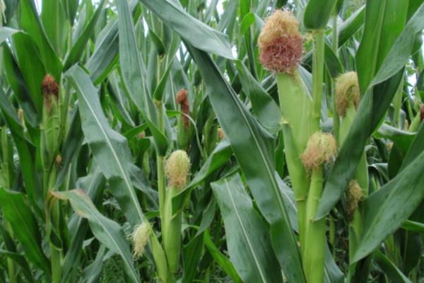 秋乐519玉米品种的特性，注意防治大斑病