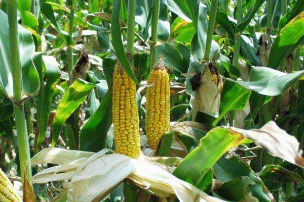 秋乐519玉米品种的特性，注意防治大斑病