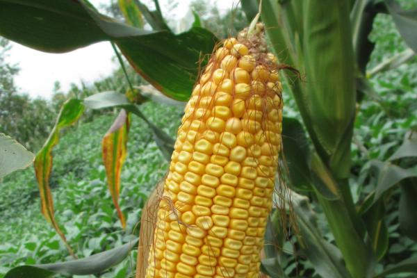 祥玉19玉米种简介，亩种植密度4500株
