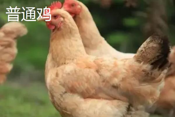 麻鸡跟普通鸡的区别，区别主要体现在外形上