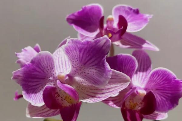 蝴蝶兰开花多久谢，开花后2-3个月才会谢