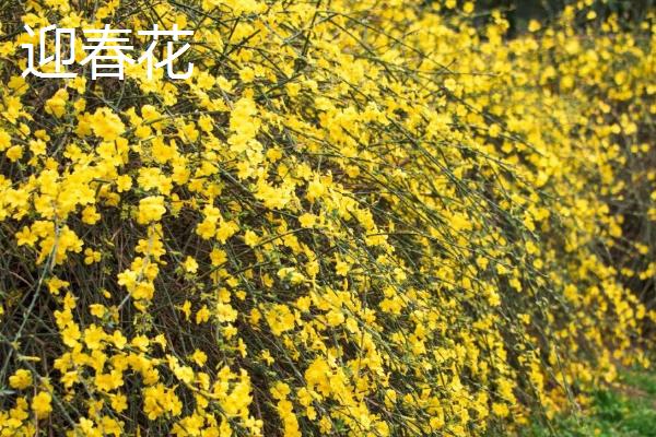 迎春花与探春花有什么区别，叶子、枝条和花朵等均不同