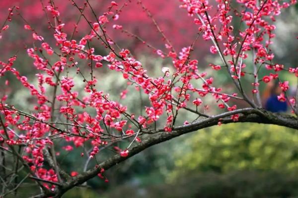 梅花的施肥方法，首先确保基肥的充足