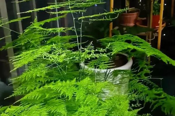 文竹能不能放在卧室，适合放在室内养殖