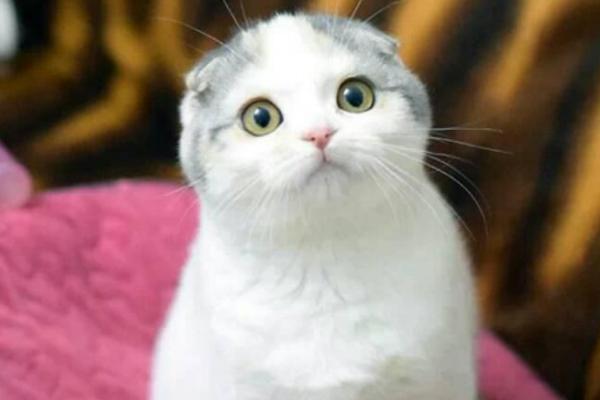 折耳猫遗传病的症状，表现为尾巴粗短、僵硬等