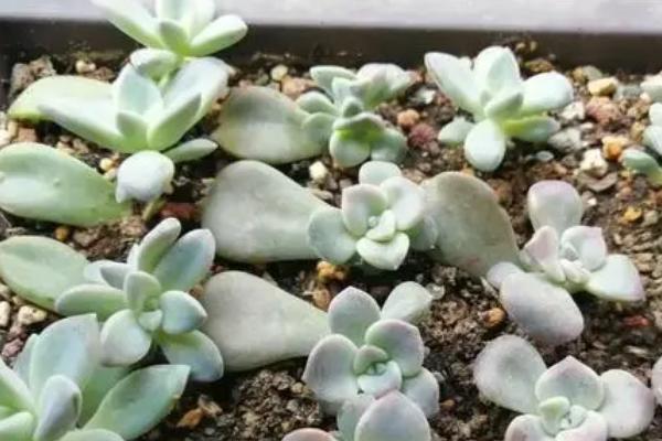 多肉植物叶片多久可以生根抽芽，正常温度下大概需15天左右