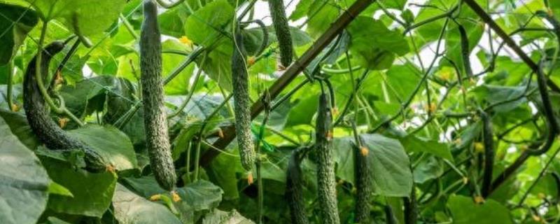 哪些蔬菜适合在六月份种植，黄瓜、辣椒、豇豆等品种皆可栽培