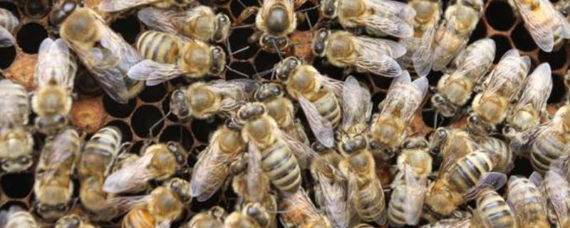 怎样人工育王，选择白天温度稳定在20℃以上时间进行