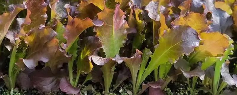 盆栽生菜小苗长得细的原因，可能是光照过弱或种植过密等