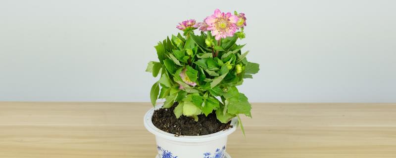 小丽花在什么时候开花，自然的养护条件下在5-10月份开花