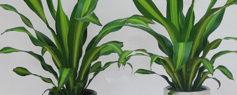 香龙血树的养殖方法，喜欢光照充足的生长环境